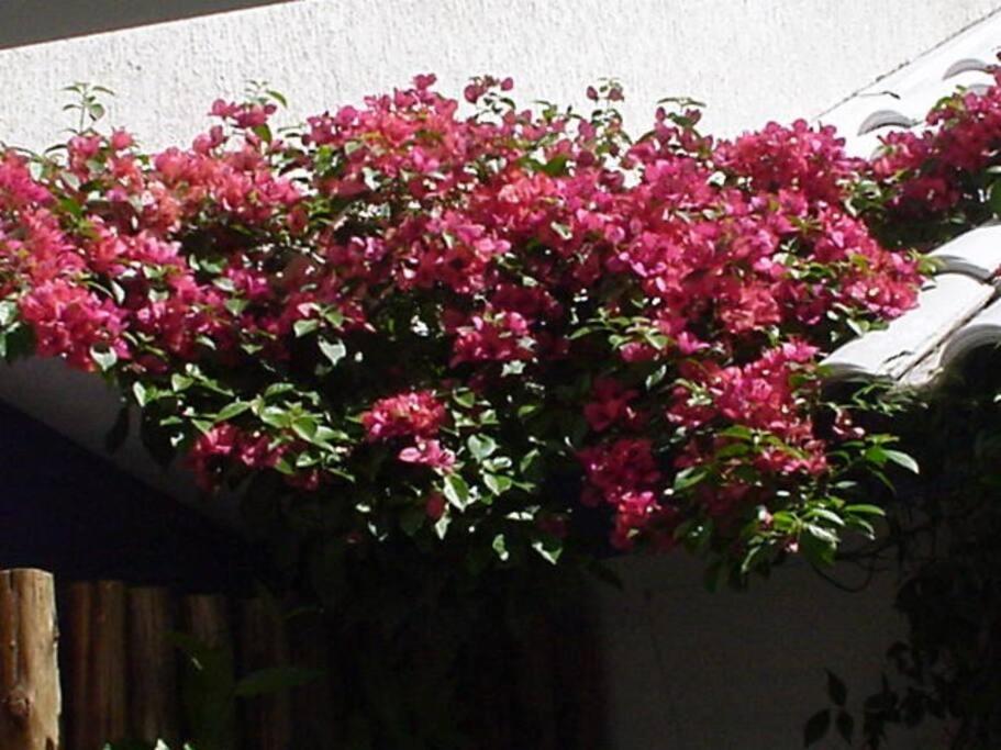 Morada Flores Homestay Porto Alegre